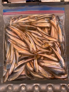 ワカサギの釣果