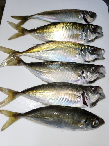 長崎湾