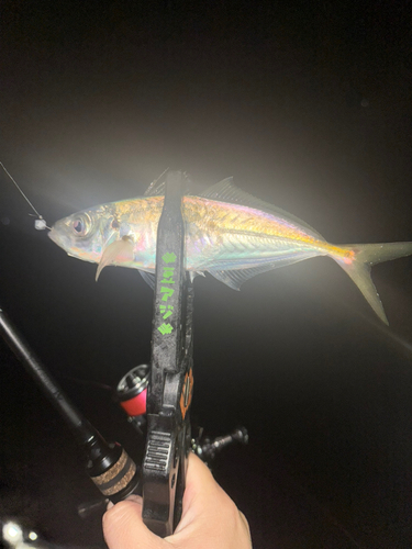 マアジの釣果