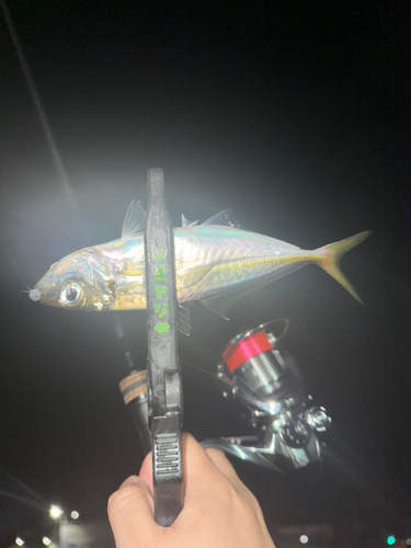 マアジの釣果