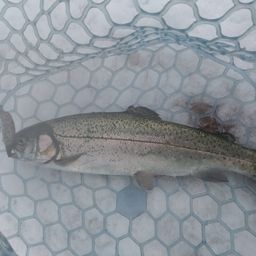 レインボートラウト