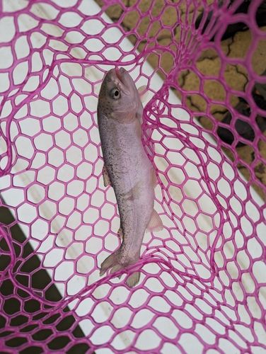 ニジマスの釣果