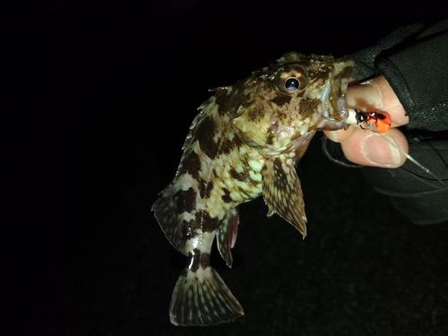 カサゴの釣果