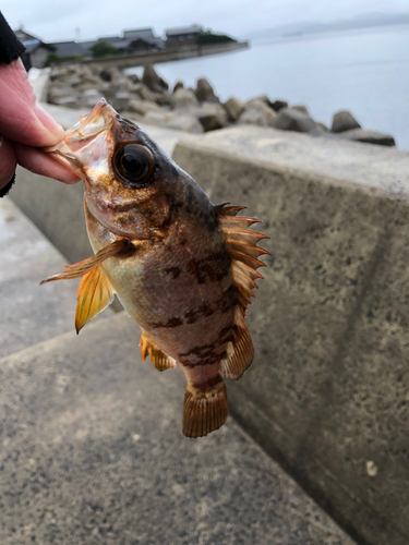 メバルの釣果