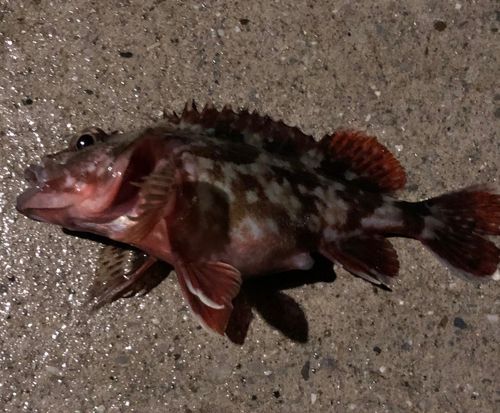 カサゴの釣果