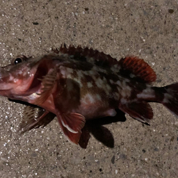 カサゴ