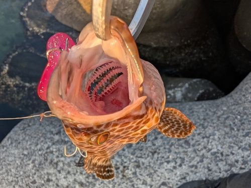 オオモンハタの釣果