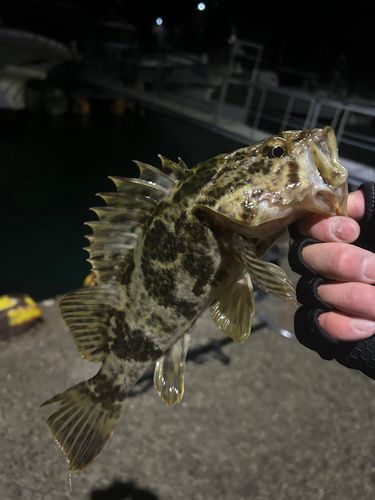 タケノコメバル