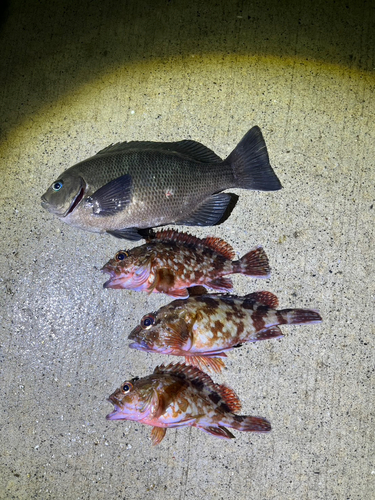金沢水際線緑地（福浦岸壁）