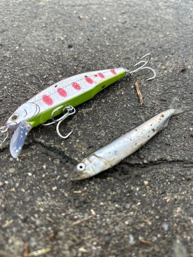 チアユの釣果