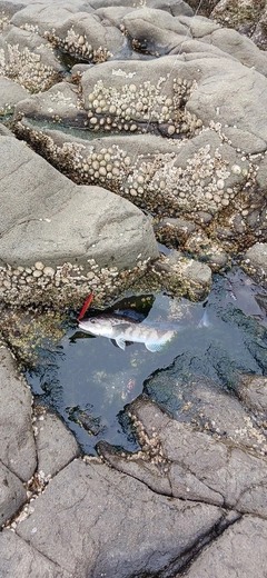 ホッケの釣果