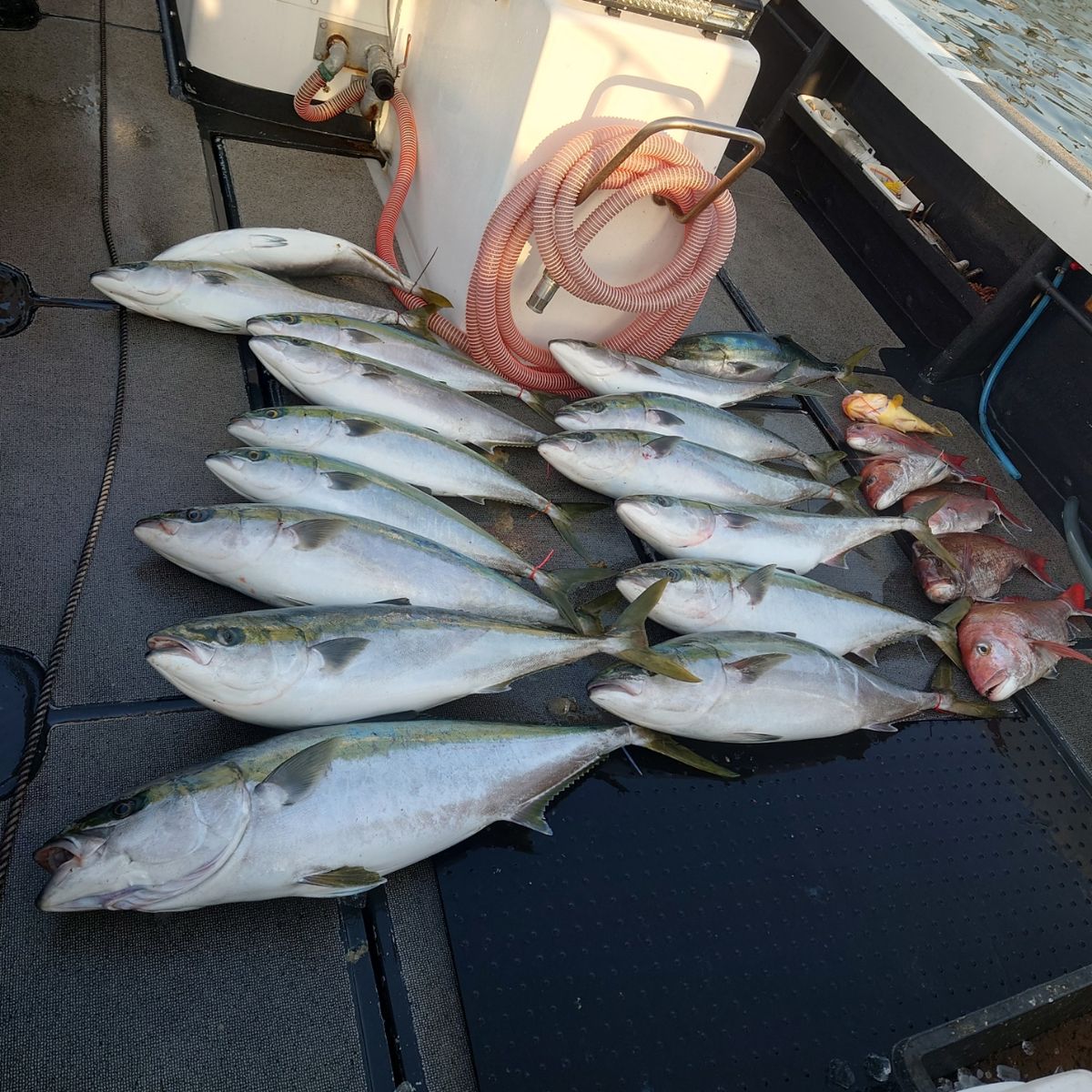 九三丸さんの釣果 3枚目の画像