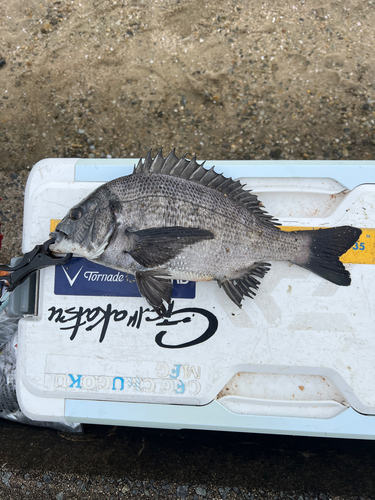 クロダイの釣果