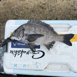 クロダイ