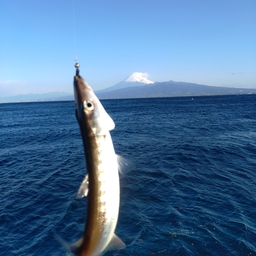 アカカマス