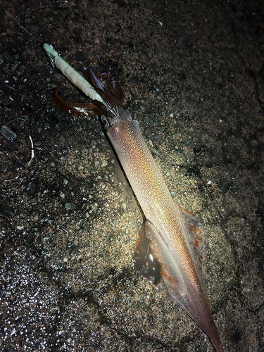ヤリイカの釣果