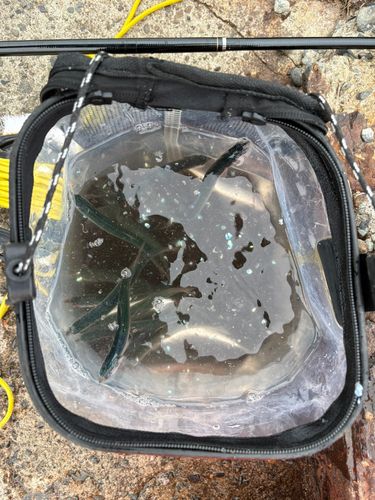 カタクチイワシの釣果