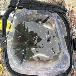 カタクチイワシ