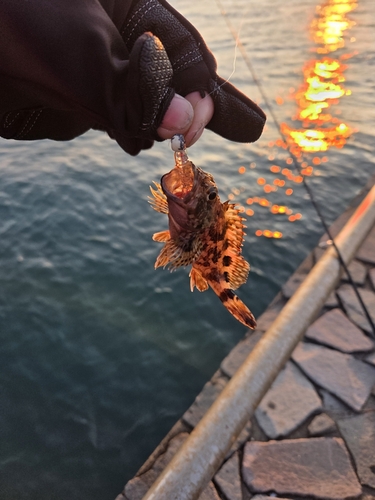 新居海釣公園