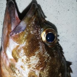 カサゴ