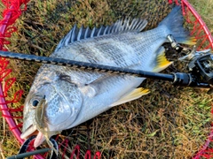 キビレの釣果