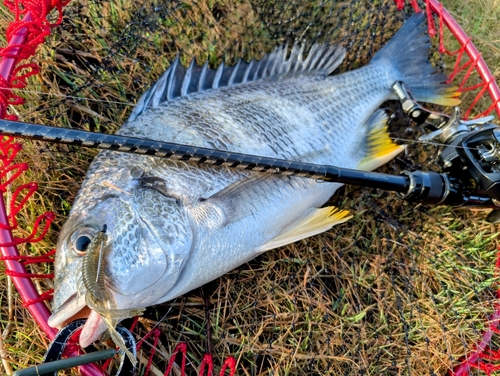 キビレの釣果