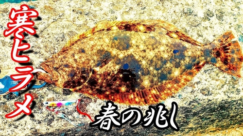 ヒラメの釣果