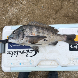 クロダイ