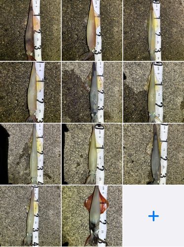 ヤリイカの釣果