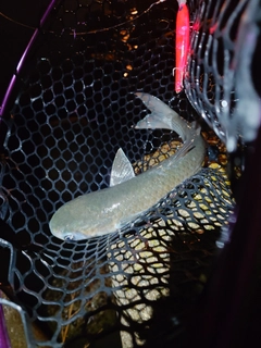 ボラの釣果
