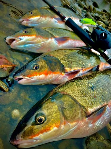 マルタウグイの釣果