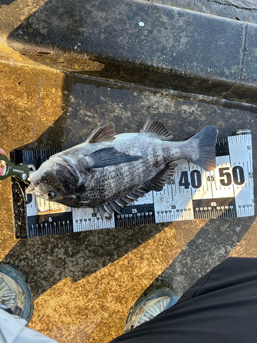 チヌの釣果