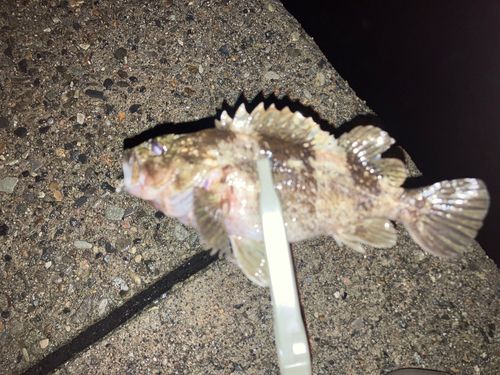 カサゴの釣果
