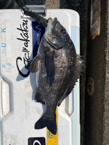 クロダイの釣果