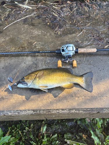 スモールマウスバスの釣果