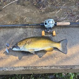 スモールマウスバス