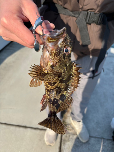 カサゴの釣果