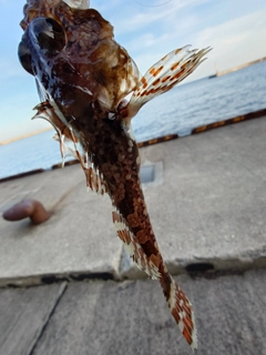 メゴチの釣果