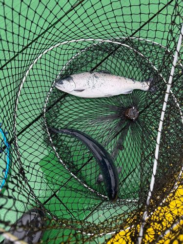 ギンザケの釣果