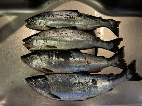 サクラマスの釣果