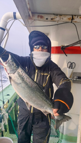 サクラマスの釣果