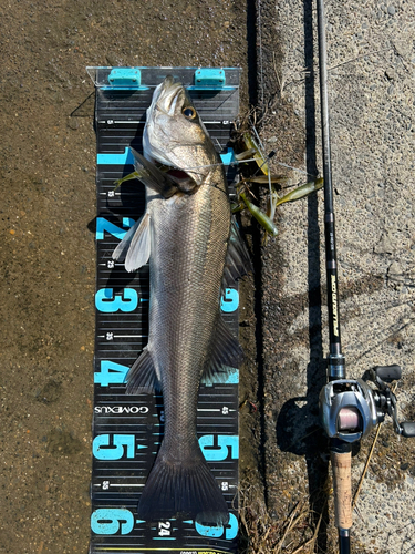 シーバスの釣果