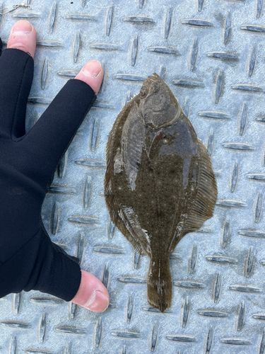 カレイの釣果