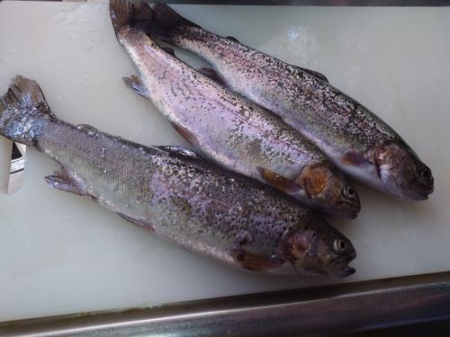 ニジマスの釣果