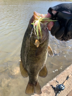 スモールマウスバスの釣果