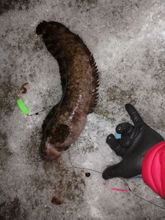 フサギンポの釣果