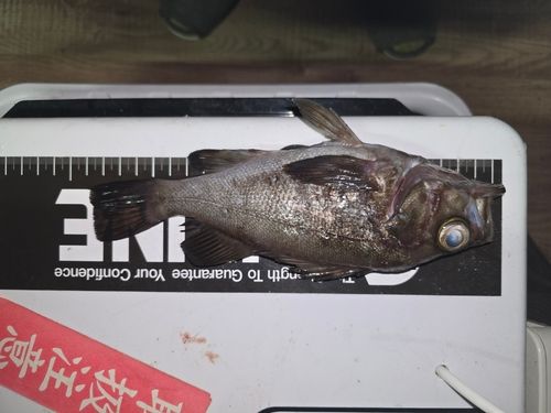 クロメバルの釣果