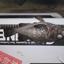 クロメバル