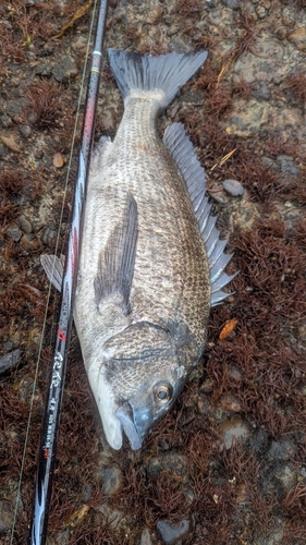 鶴見（大分）