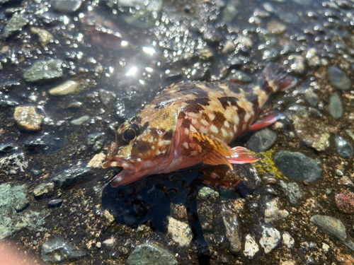カサゴの釣果
